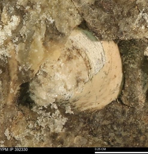 Protocardia subquadrata