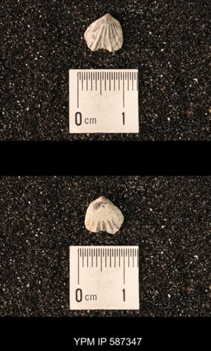 Camarotoechia whitei