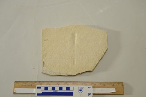 Libellulium longialata