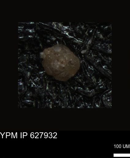 undet. Foraminiferida