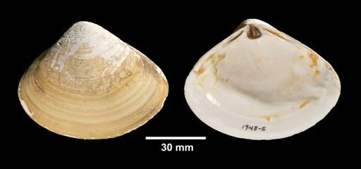 Spisula solidissima