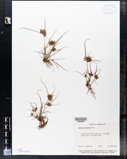 Cyperus diandrus