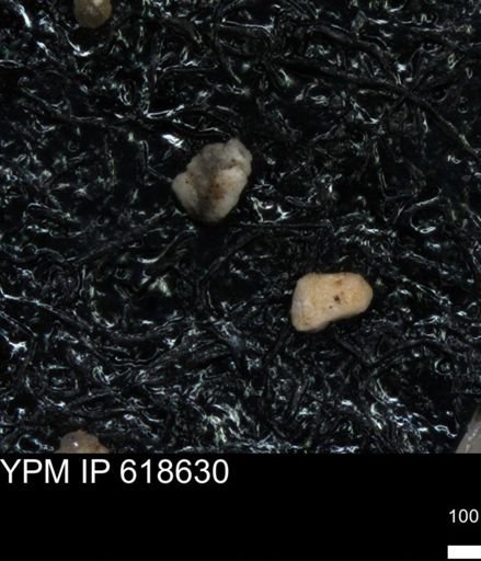 undet. Foraminiferida