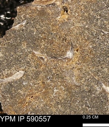 undet. Bivalvia