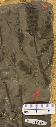 Paleostachya sp.