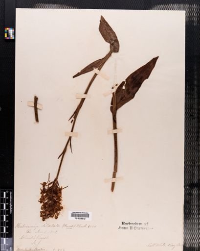 Habenaria