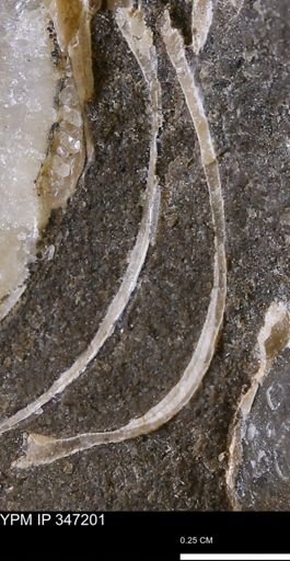 undet. Bivalvia