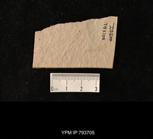 undet. Ephemeroptera