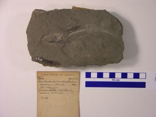 Sardinoides microcephalus