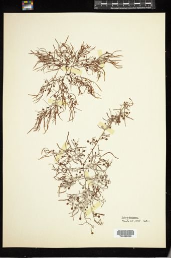 Sargassum