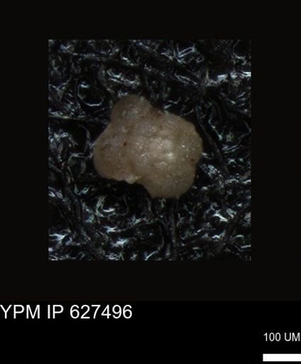 undet. Foraminiferida