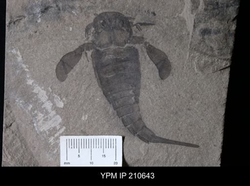 Eurypterus sp.