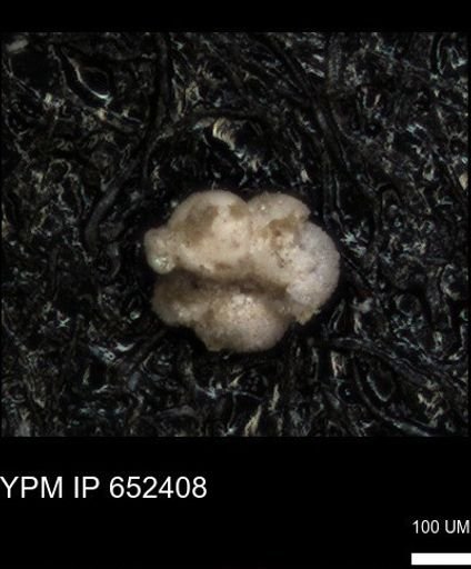 undet. Rugoglobigerinidae