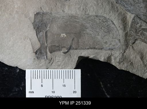 undet. Eurypterida
