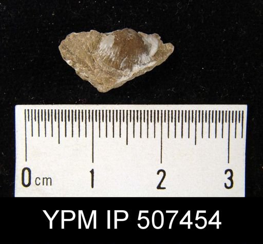 Chonetes mucronatus