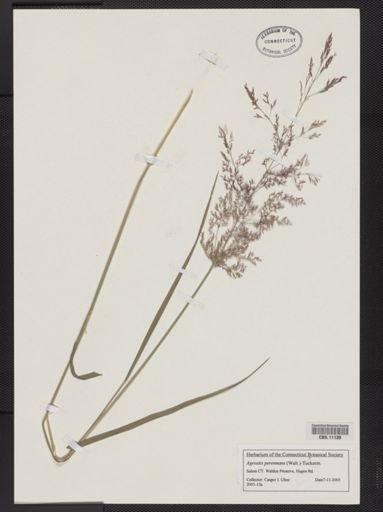 Agrostis perennans
