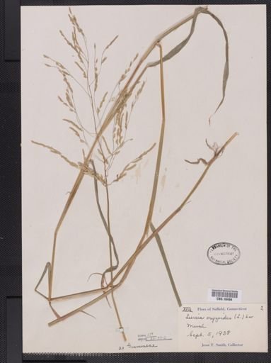 Leersia oryzoides