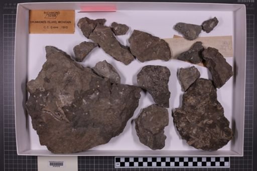 mixed taxa, stratigraphic collection