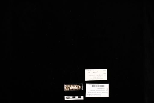 Leiocephalus schreibersii