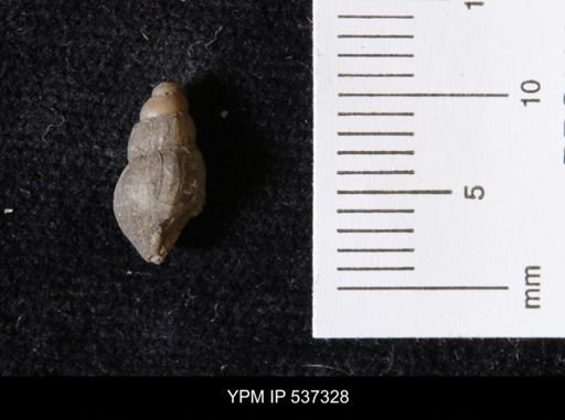 Goniobasis ortmanni