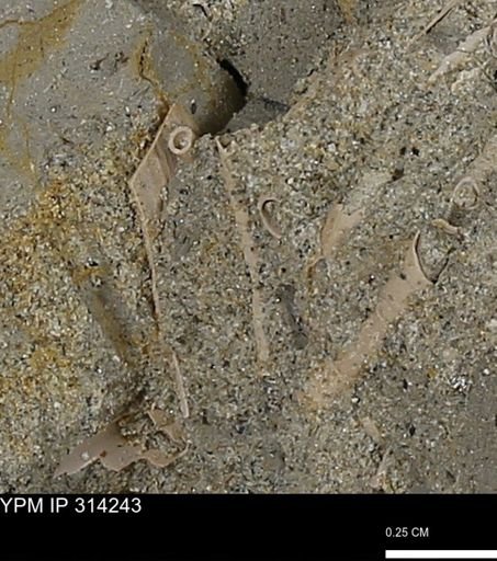 undet. Scaphopoda