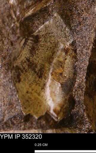 undet. Bivalvia