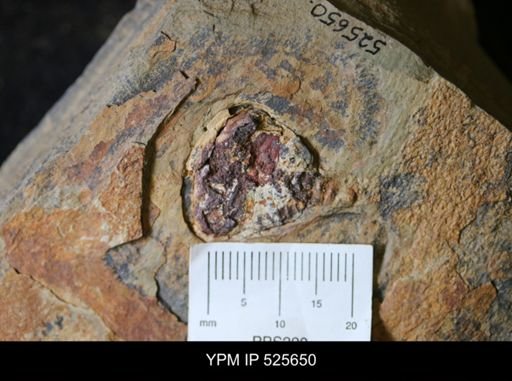 undet. Xiphosurida