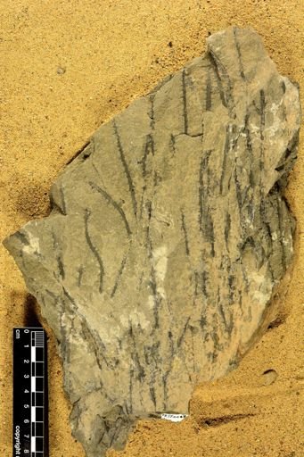 Sawdonia ornata