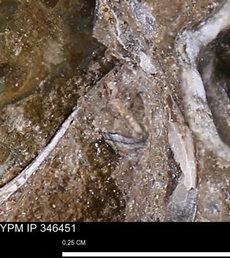undet. Mollusca