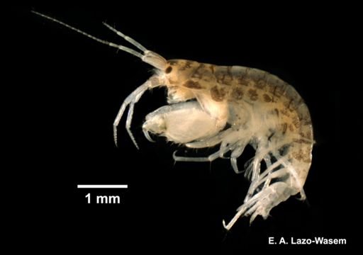 Microdeutopus gryllotalpa
