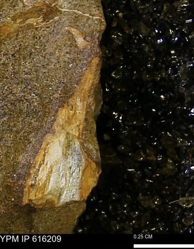 Protocardia subquadrata