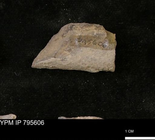 Baculites sp.