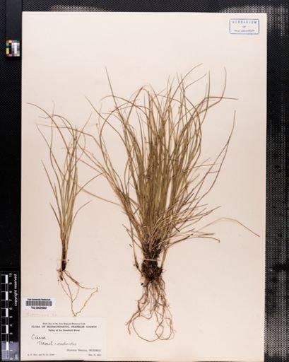 Carex