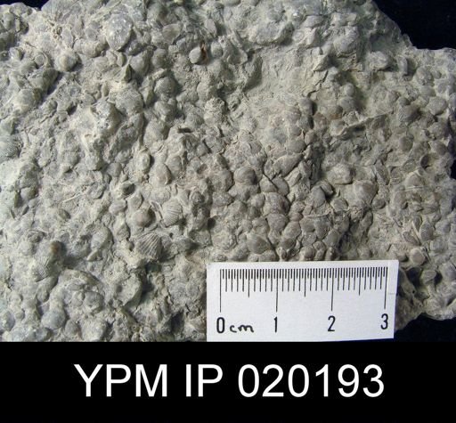 Zygospira recurvirostris aequivalvis