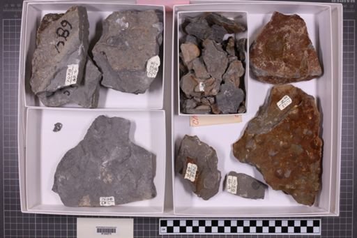 mixed taxa, stratigraphic collection
