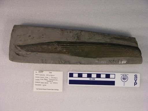 Hybodus reticulatus