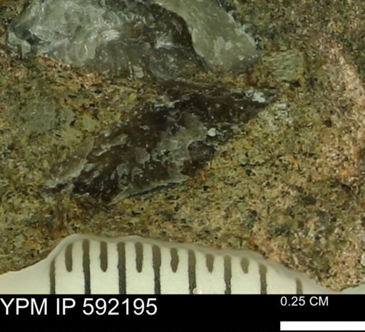 Ostrea translucida?