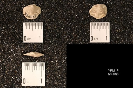 Dinorthis subquadrata