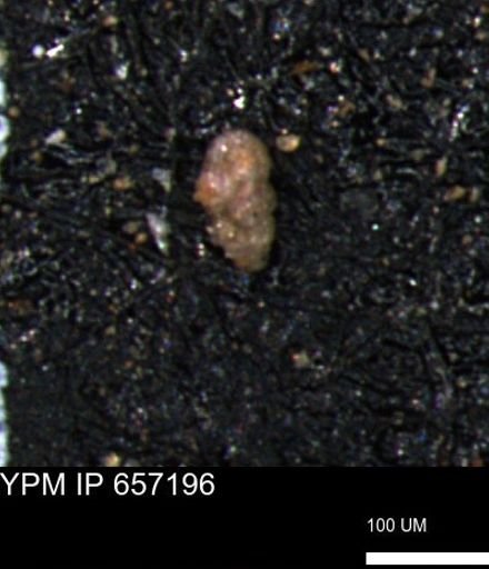 Verneuilinoides kansasensis