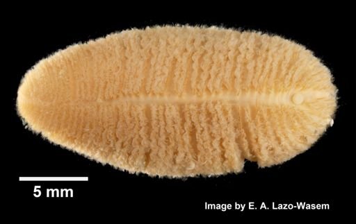Spinther citrinus