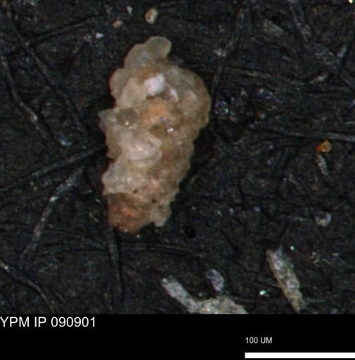 Verneuilina sp.