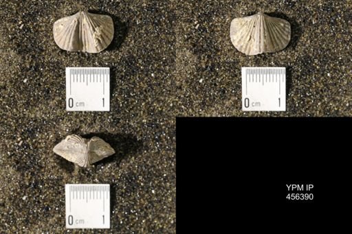 Platystrophia biforata