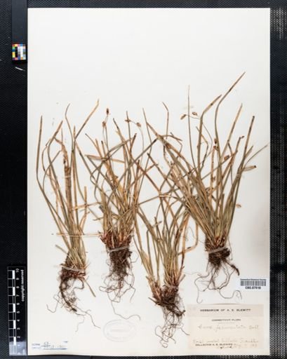 Carex pedunculata