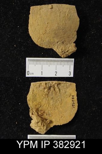 Leptostrophia sp.