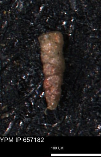 Verneuilinoides kansasensis