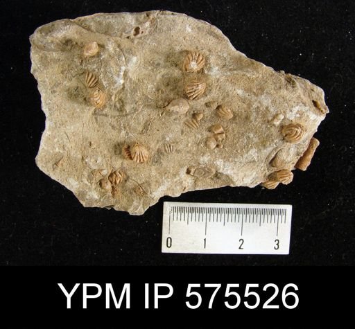 Hustedia sp.