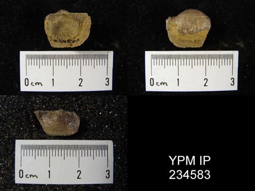 Marginifera muricatina