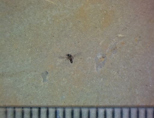 Diptera?