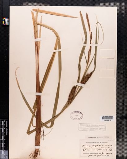 Carex lacustris