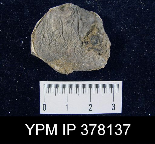 Pustula semipunctata